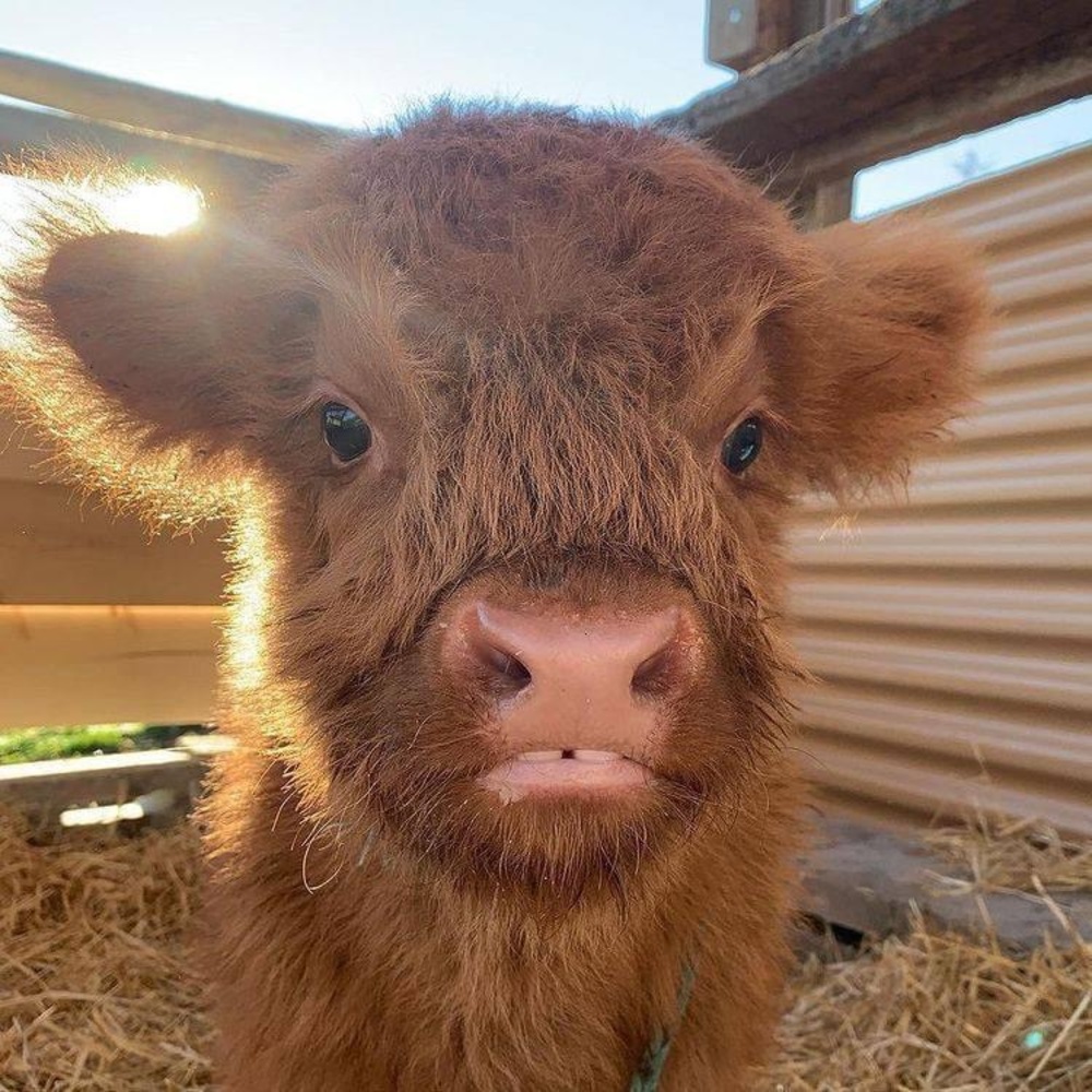 Meet your Posher, Tommie